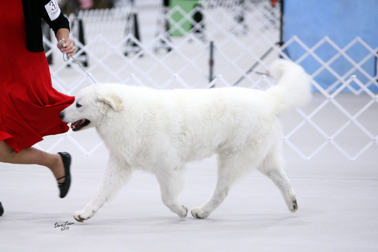 Int/Am GCH Double Ring Barbarian, CD, CGC, TT, ANDD, VPA - Double Ring  Kuvasz